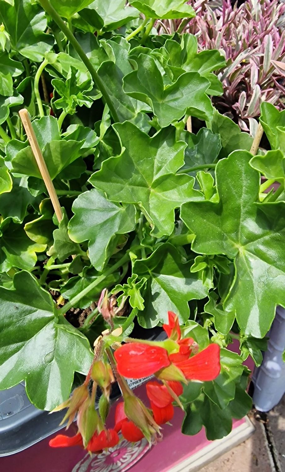 Trailing Ivy Geranium Red