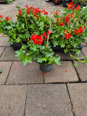 Trailing Ivy Geranium Red