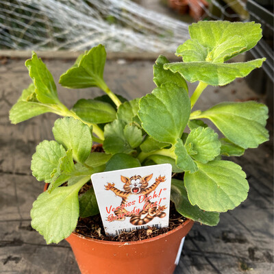 Coleus Canina - The scent helps to keep dogs and cats out of pots and flower beds.