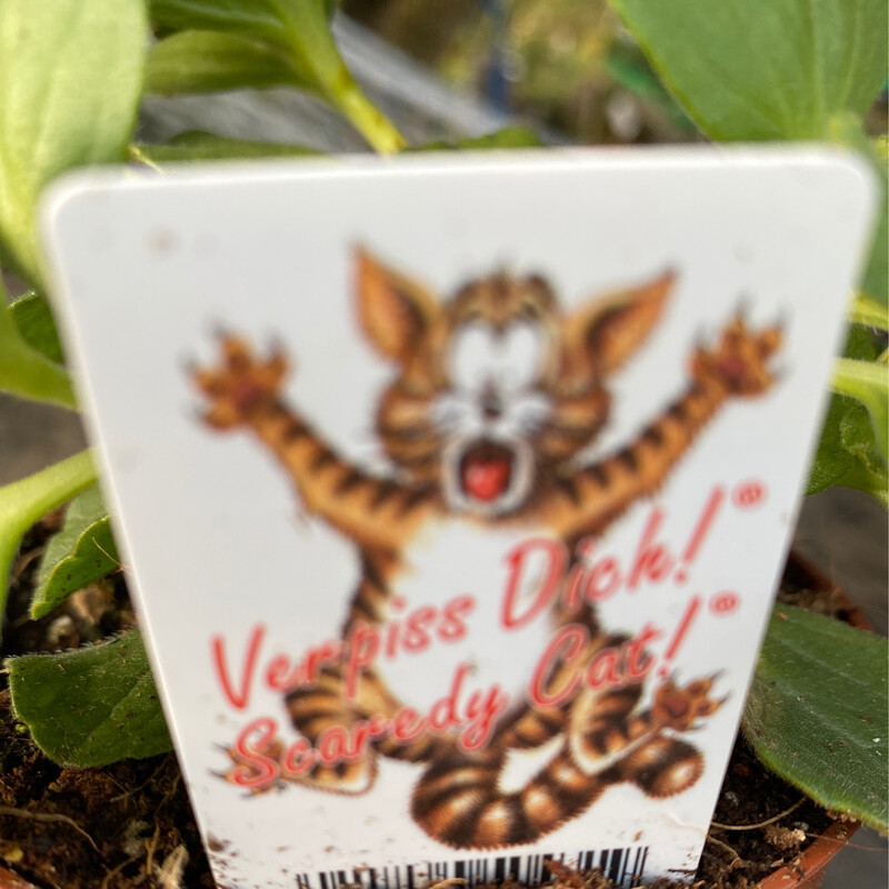 Coleus Canina - The scent helps to keep dogs and cats out of pots and flower beds.