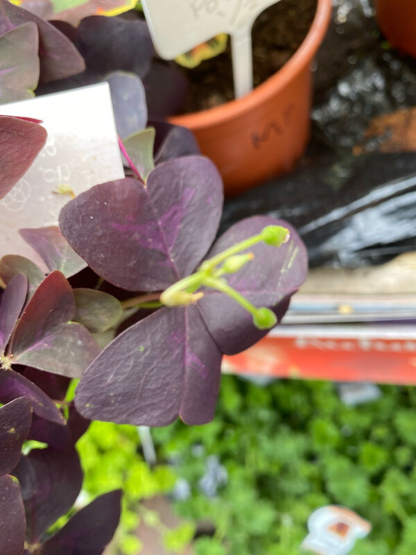 Oxalis triangularis