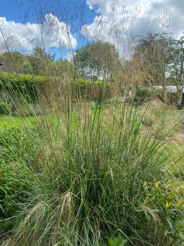STIPA GIGANTEA , GIANT OAT GRASS .STIPA GIGANTEA ..tough ornamental grass with seed heads that move and dance in a breeze . Winter hardy and happy in any soil type Planting time is from now STIPA GIGANTEA , GIANT OAT GRASS .STIPA GIGANTEA ..tough ornamental grass with seed heads that move and dance in a breeze . Winter hardy and happy in any soil type Planting time is from now