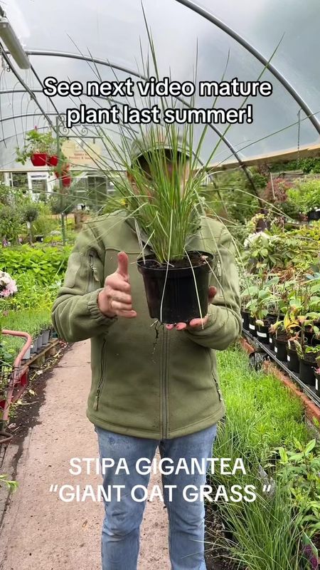 STIPA GIGANTEA , GIANT OAT GRASS .STIPA GIGANTEA ..tough ornamental grass with seed heads that move and dance in a breeze . Winter hardy and happy in any soil type Planting time is from now