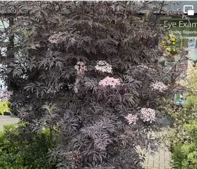 SAMBUCUS BLACK LACE tough hardy shrub with dark fern like foliage +pink flowers. Grows In any reasonable soil type Prune to size in spring Pink fragrant flowers in early summer Pot grown 2-3 stems SAMBUCUS BLACK LACE tough hardy shrub with dark fern like foliage +pink flowers. Grows In any reasonable soil type Prune to size in spring Pink fragrant flowers in early summer Pot grown 2-3 stems