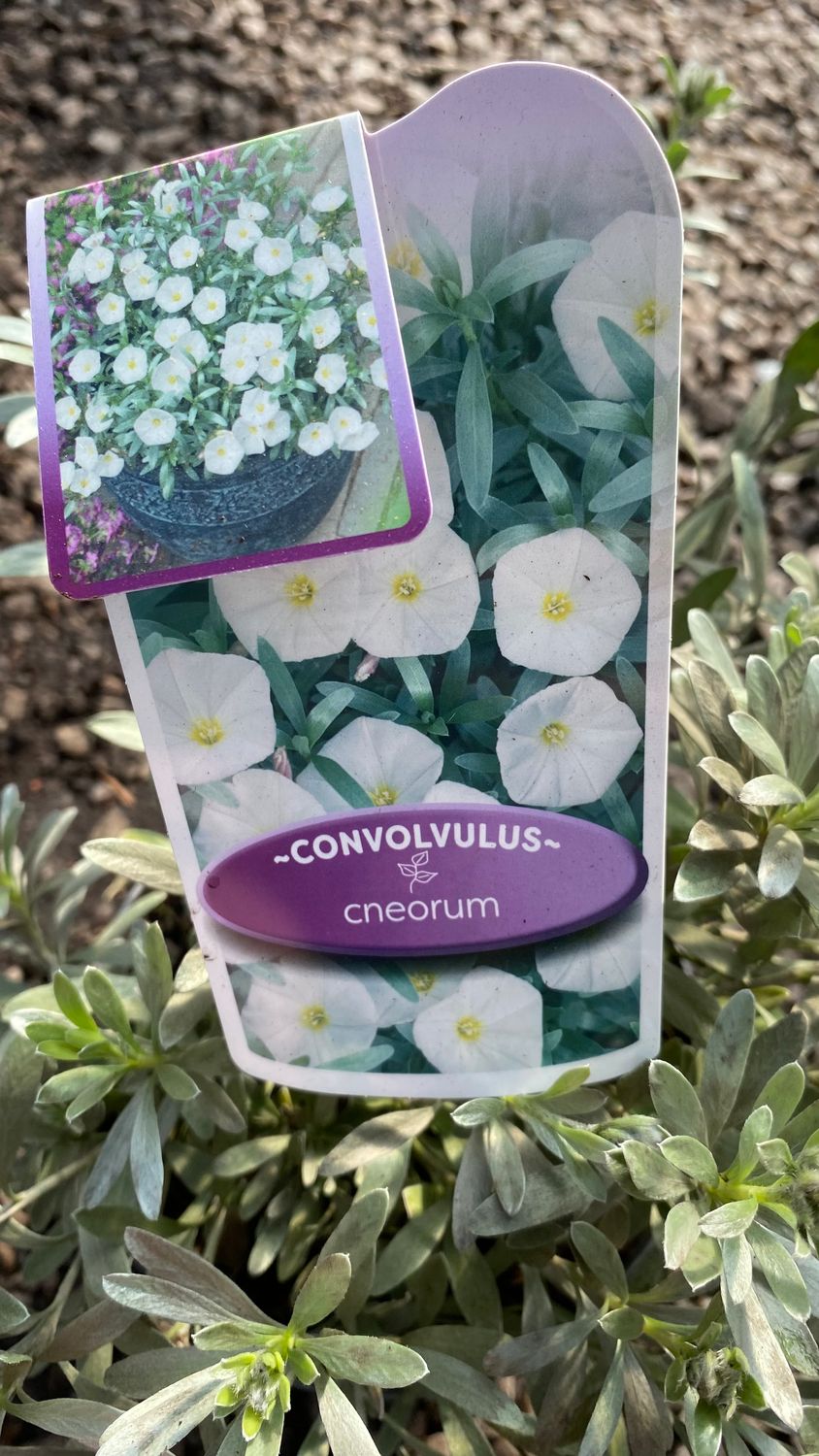 CONVOLVULUS CNEORUM Silver Bush is A Dwarf Evergreen Shrub with silver foliage and white funnel shaped flowers that are pink in bud .Good In pots or beds !