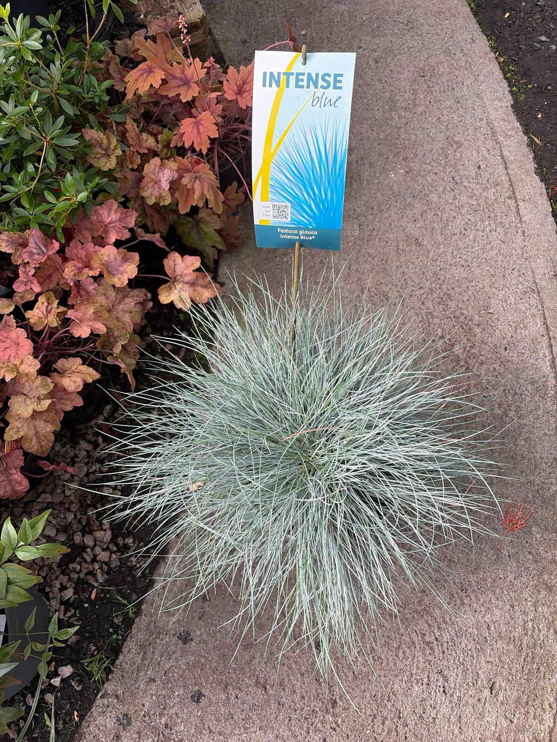 Festcuca 'Intense Blue' - Blue Sedge Grass A dwarf, ornamental, hardy grass with stunning silver blue foliage.