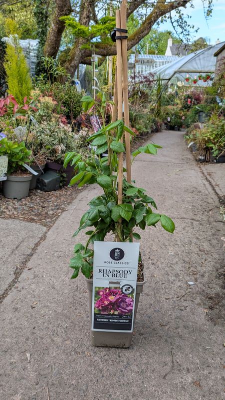 Fragrant Climbing Rose 'Rhapsody in Blue' Non stop fragrant flowers from June until October.