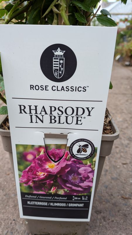 Fragrant Climbing Rose 'Rhapsody in Blue' Non stop fragrant flowers from June until October.