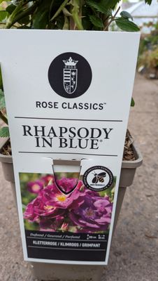 Fragrant Climbing Rose 'Rhapsody in Blue'