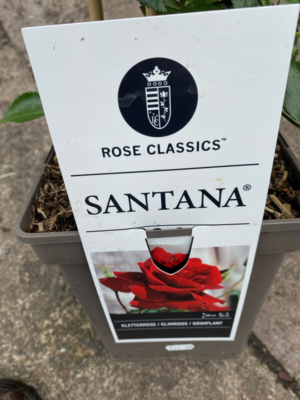 ROSE SANTANA climber for wall fence or arch Flowers non stop June Until October ..Fragrant