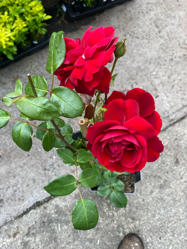 ROSE SANTANA climber for wall fence or arch Flowers non stop June Until October ..Fragrant