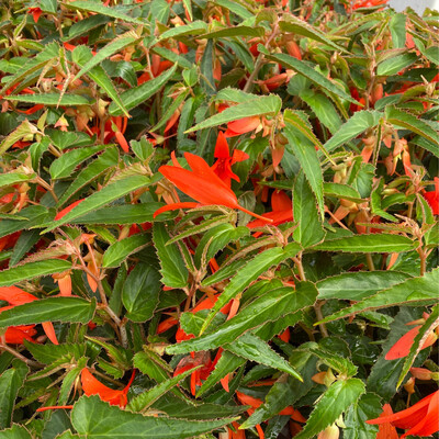 BEGONIA BONFIRE