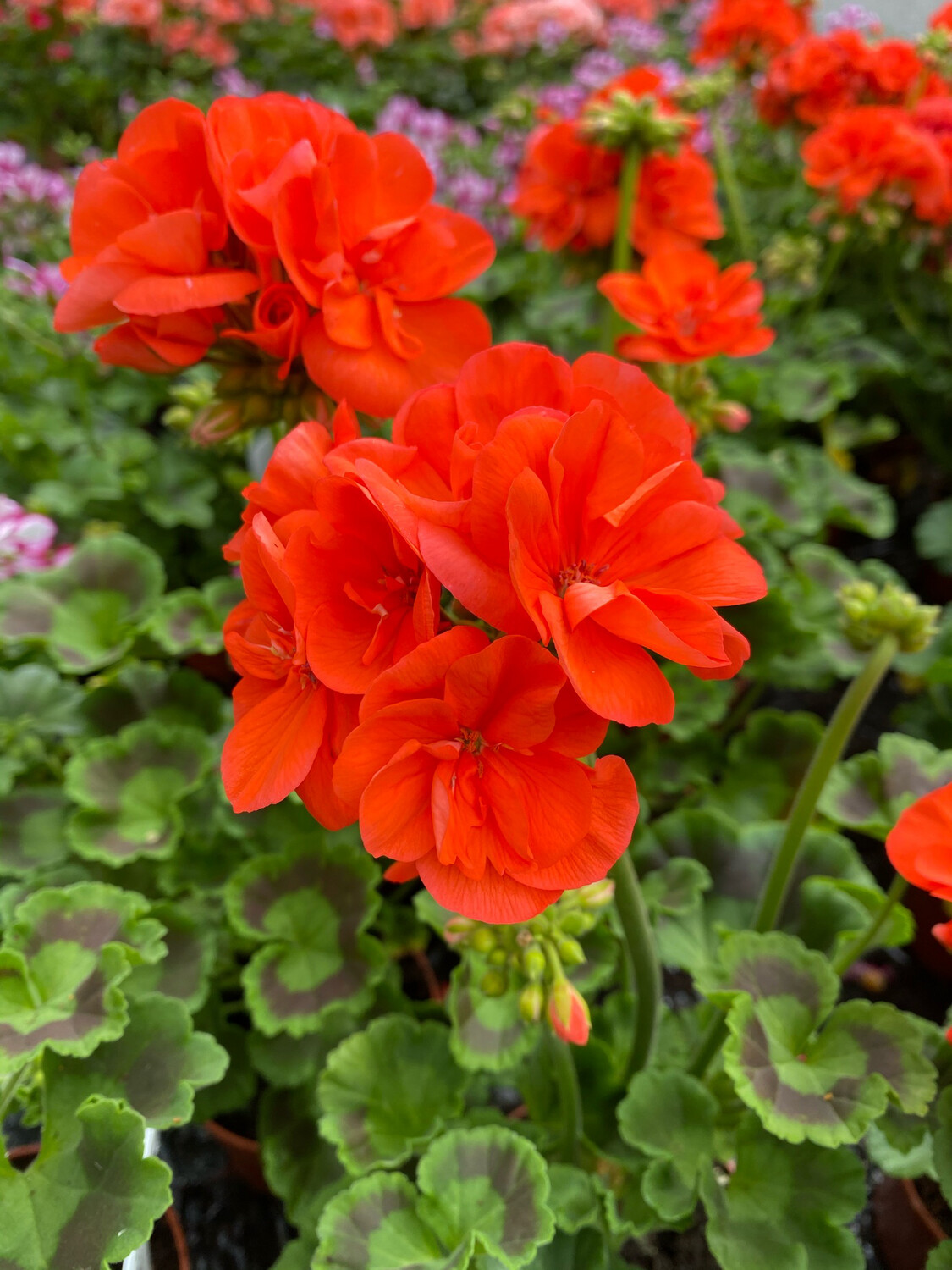 GERANIUM ORANGE
