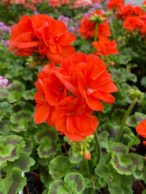 GERANIUM ORANGE