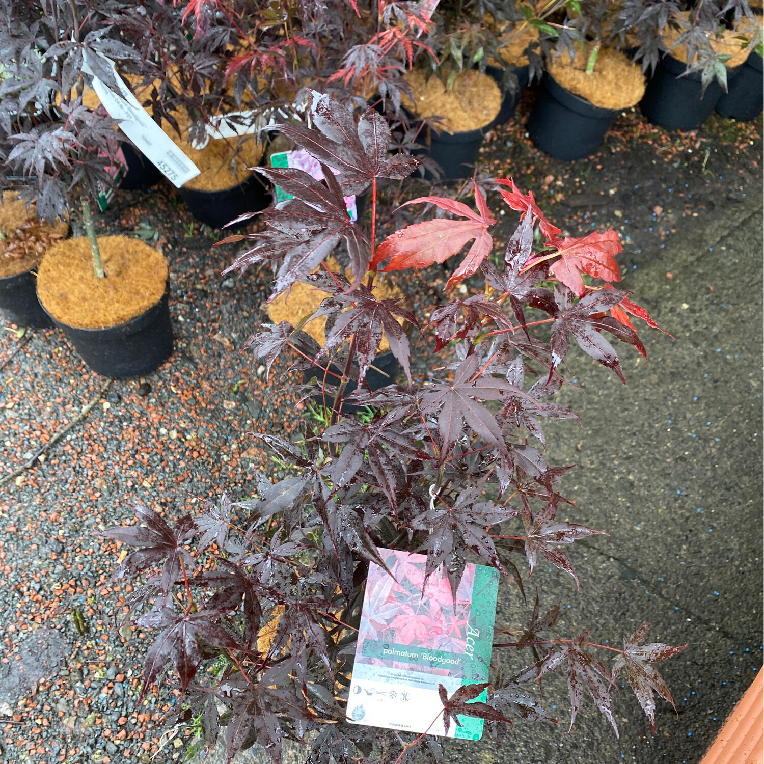 Japanese Maple - Acer ‘Bloodgood’ Deep Red