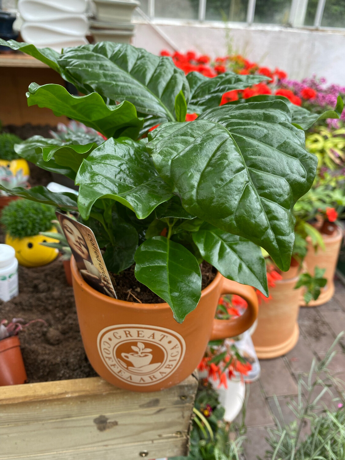COFFEE PLANT IN MUG