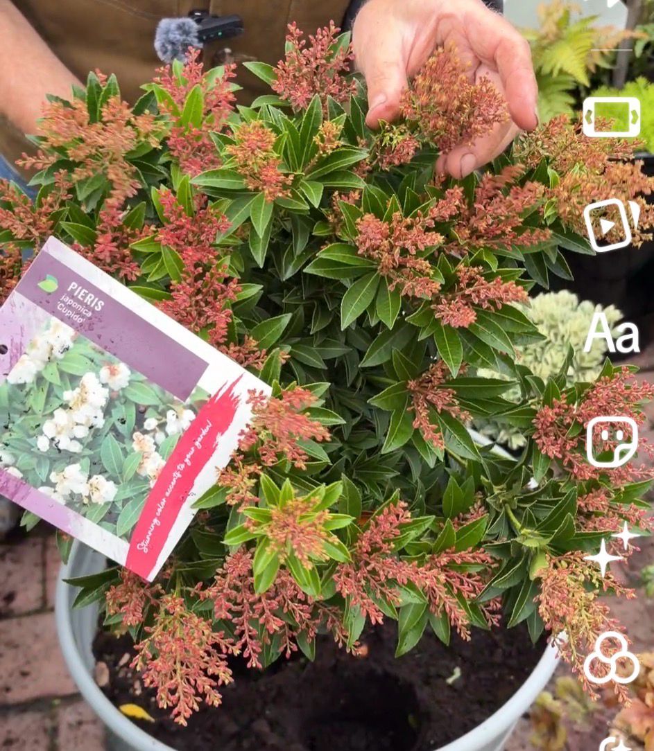 Pieris 'Cupido' ..extra strong size . Hardy evergreen shrub with ,attractive red buds in winter,red young foliage and white Lily Of The Valley like flowers. Good in pots or beds
