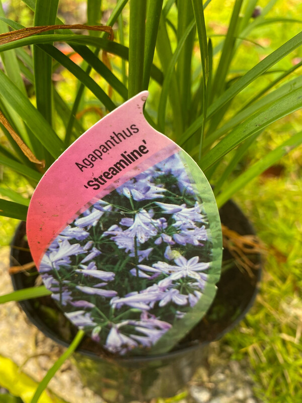 Agapanthus Streamline ,perfect In Pots Or Beds Loves to be baked in full sun