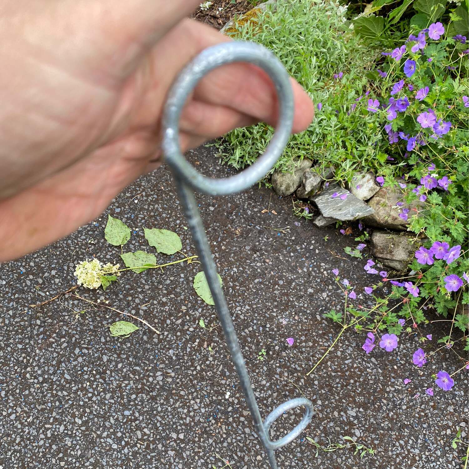 1x. 2 Ring Pig Tail Floppie - Easy Plant Support ,for perennials,hydrangeas,roses etc