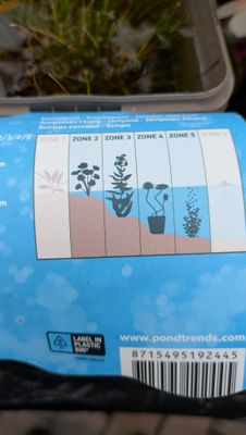 Scirpus Cernuus- oxygenating plant