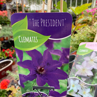 Clematis The President,purple flowers for months ..perfect To Cover wall ,fence or arch