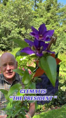 Clematis The President,purple flowers for months ..perfect To Cover wall ,fence or arch