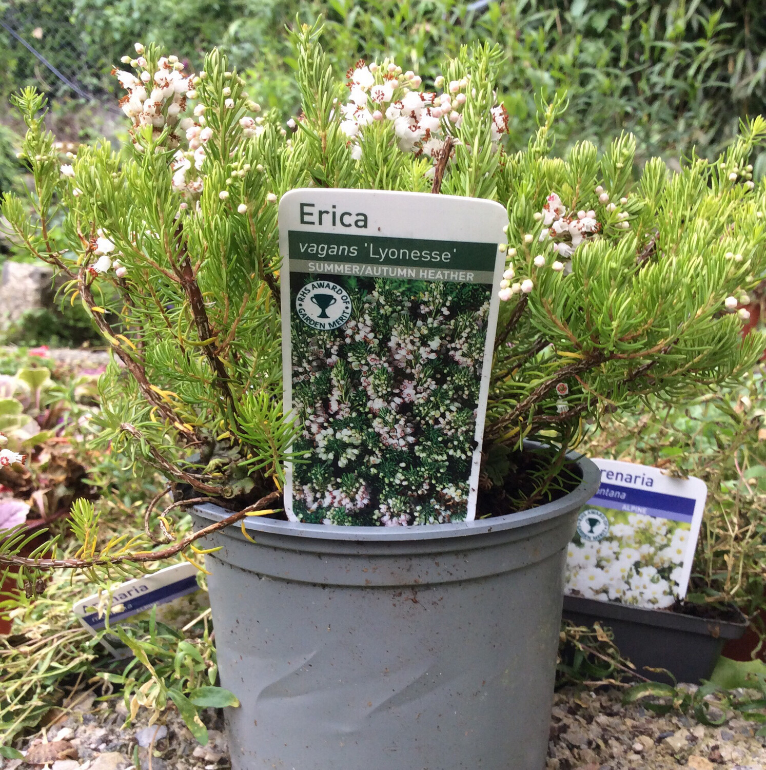 Erica Vagans Lyonesse Low Bush Summer flowering Heather 