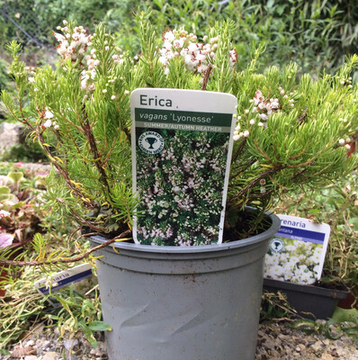 Erica Vagans Lyonesse Low Bush Summer flowering Heather 