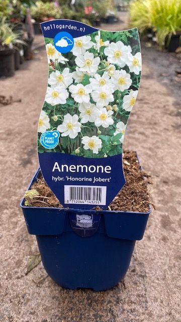 Anemone Honorine Jobert White Japanese Windflower Tough hardy perennial that thrives on neglect. White flowers on tall stems in summer and autumn.