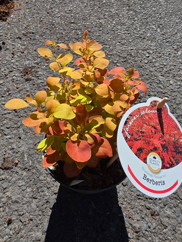 Berberis 'Orange Ice , Dwarf neat shrub for pots or beds. Fantastic colourful foliage. Yellow flowers in spring.