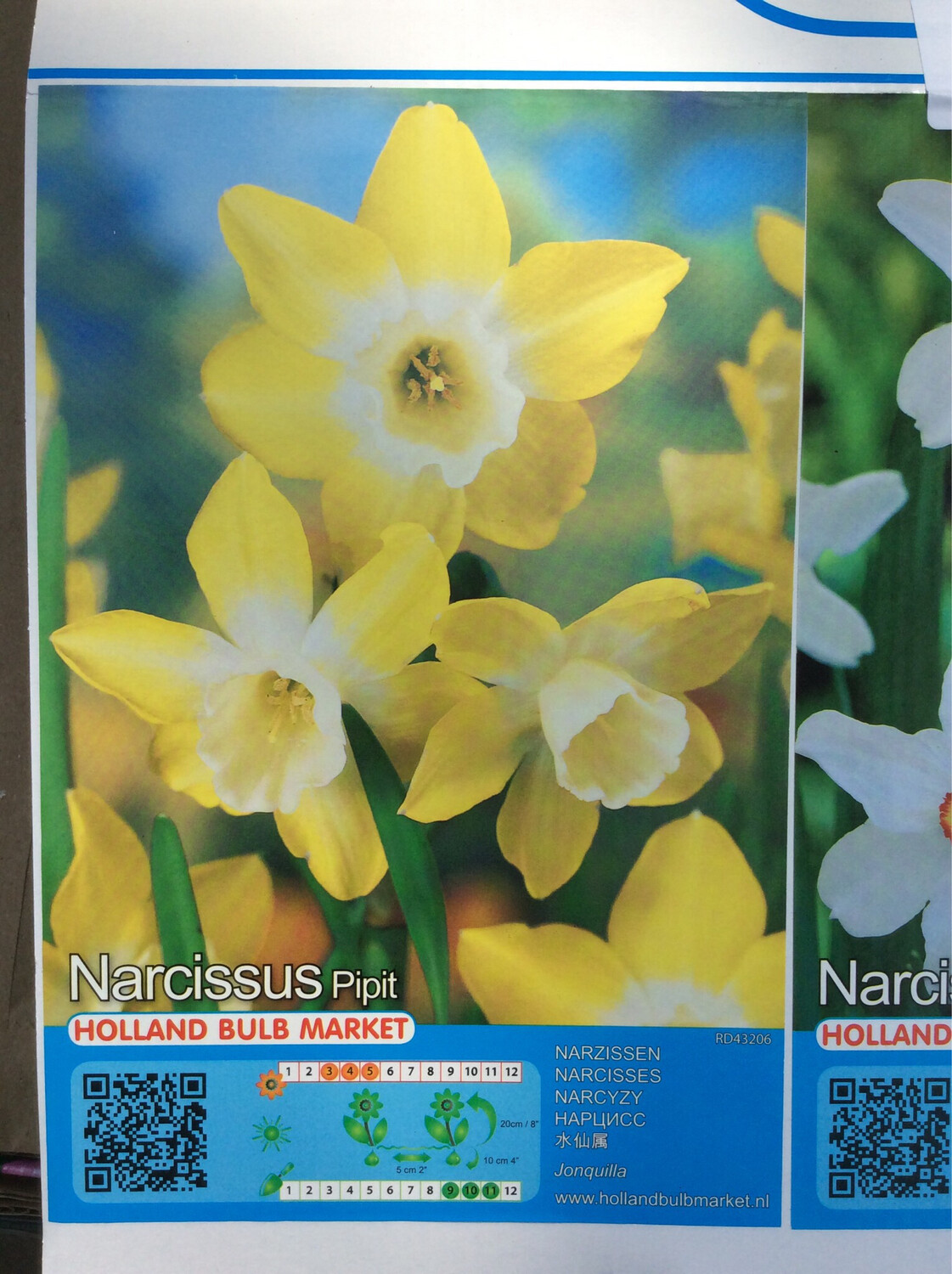 10 Mini Daffodil Pipit Bulbs