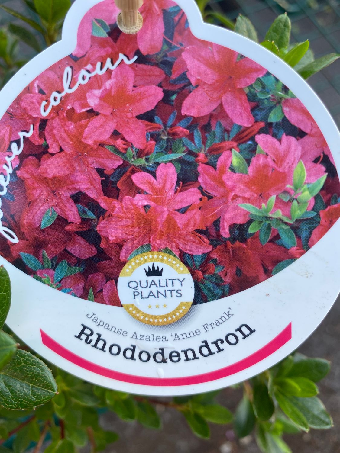 Azalea Japonica 'Anne Frank'