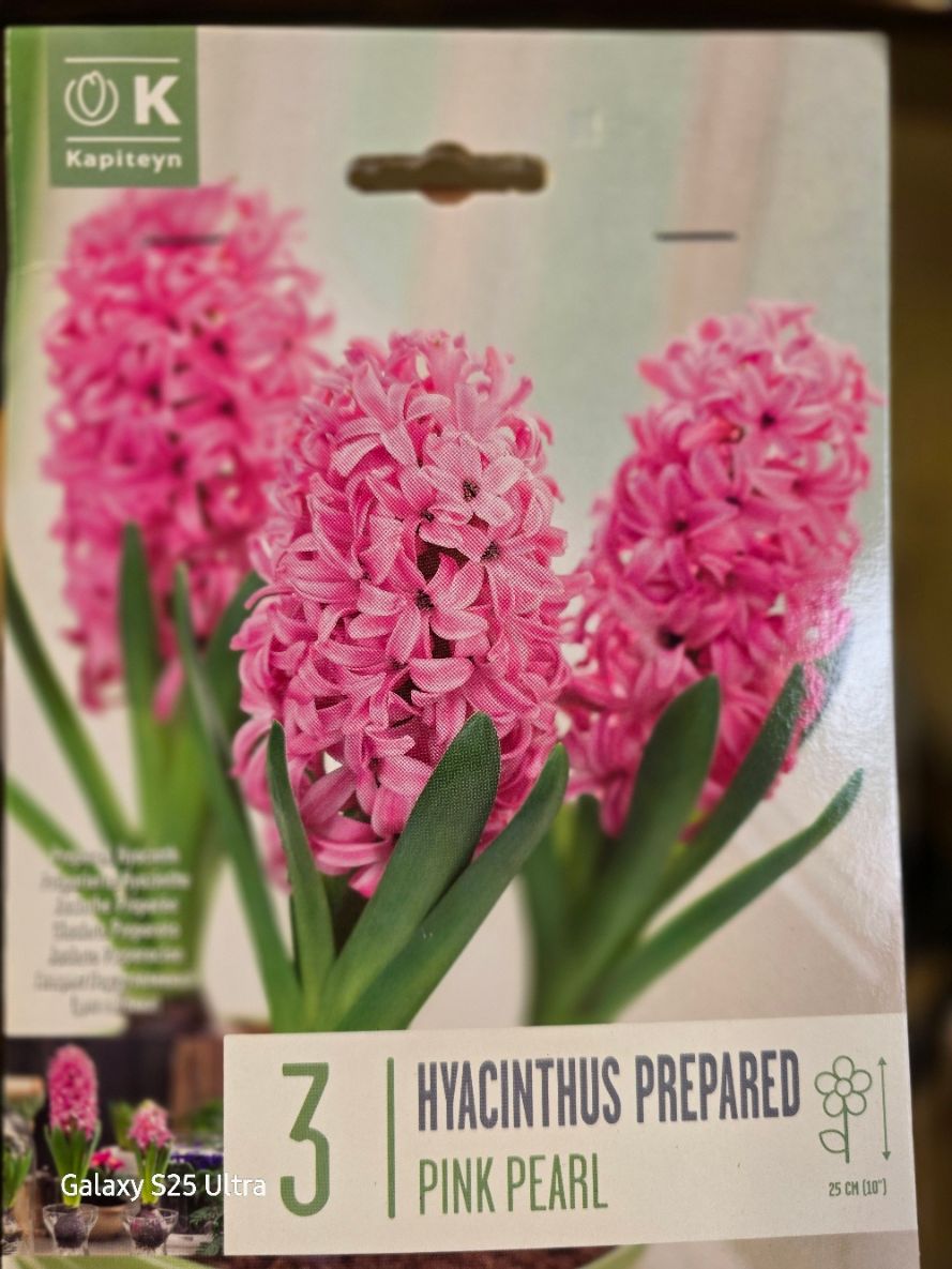 3 Hyacinths Pink Pearl Bulbs