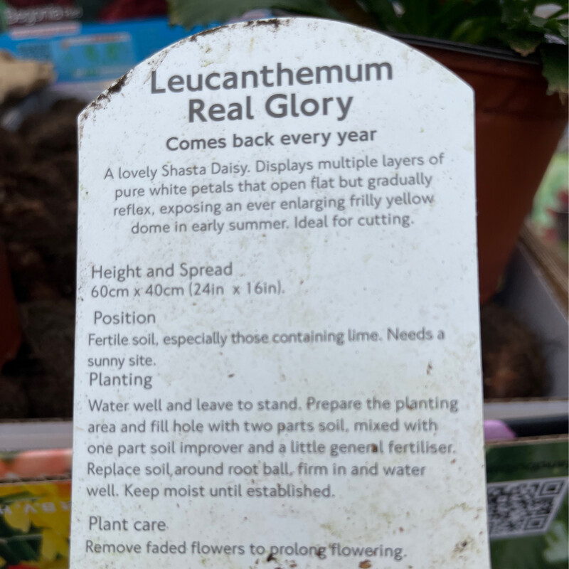 Shasta Daisy - Leucanthemum 'Real Glory “ ..will be pruned back on arrival to help it establish after planting.