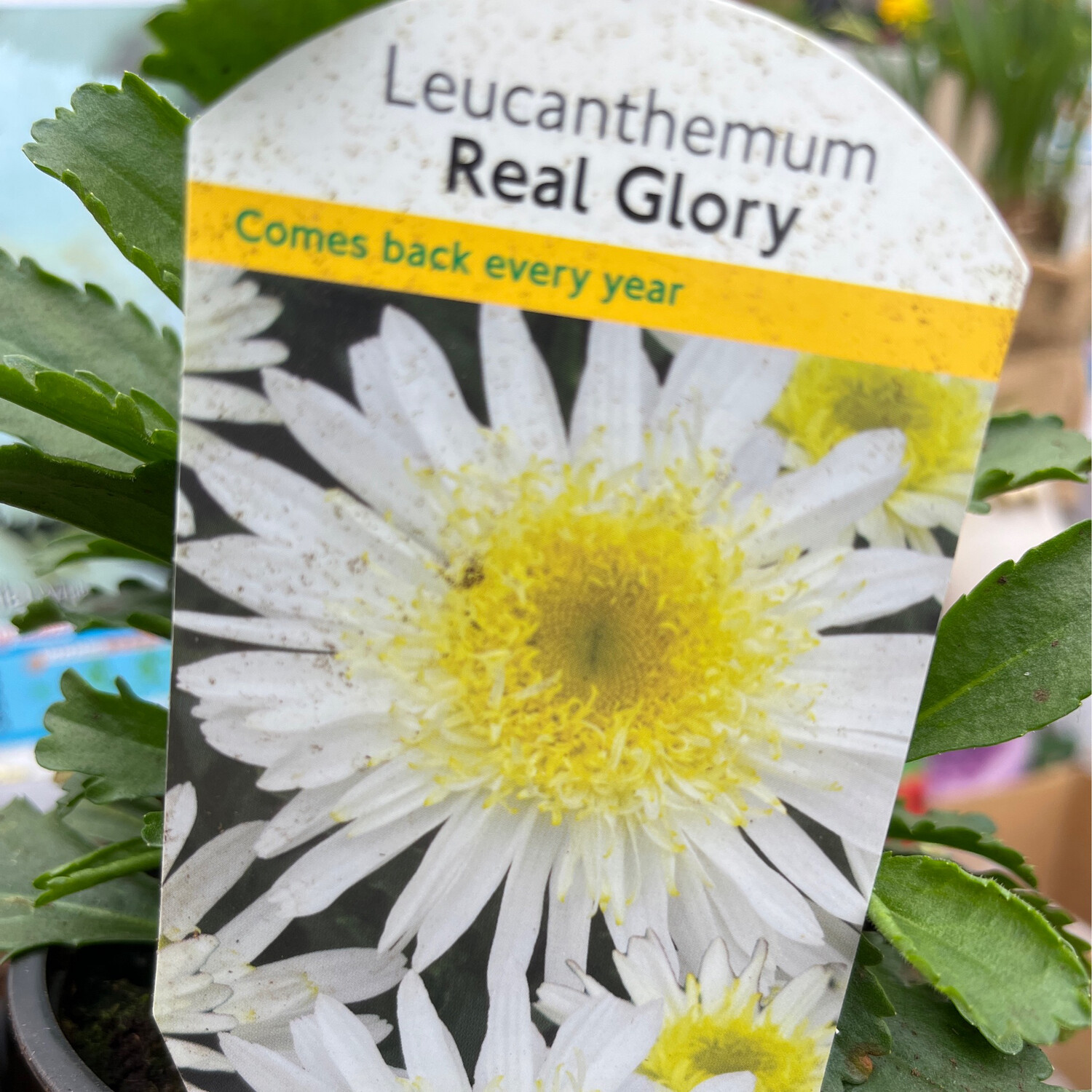 Shasta Daisy - Leucanthemum 'Real Glory “