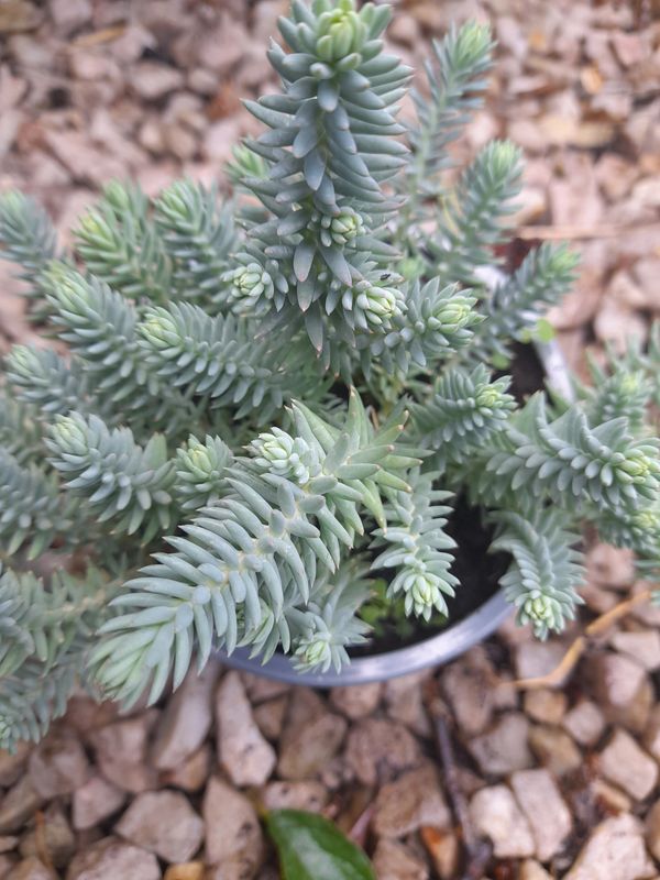 Sedum Blue Cushion…a ground cover plant with blue /grey foliage and yellow flowers Winter hardy and lasts for years!