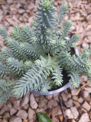 Sedum Blue Cushion…a ground cover plant with blue /grey foliage and yellow flowers Winter hardy and lasts for years!
