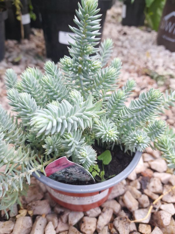 Sedum Blue Cushion…a ground cover plant with blue /grey foliage and yellow flowers Winter hardy and lasts for years!