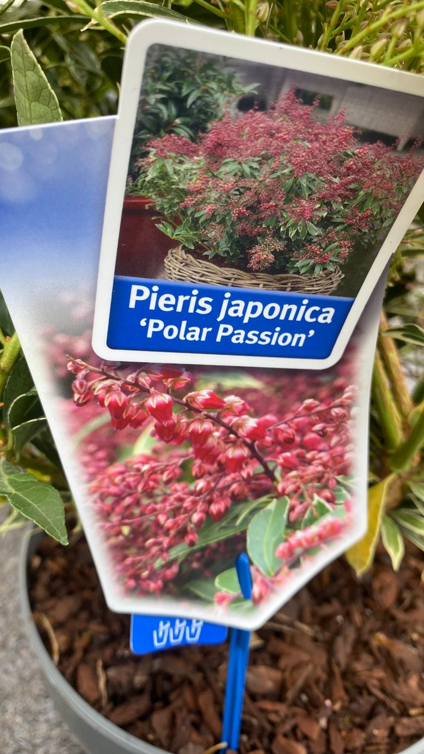 Pieris Polar Passion Large size , evergreen shrub. Colourful foliage cream and green . Attractive buds all winter ,pink bell like flowers spring.Colourful young red foliage from spring to autumn