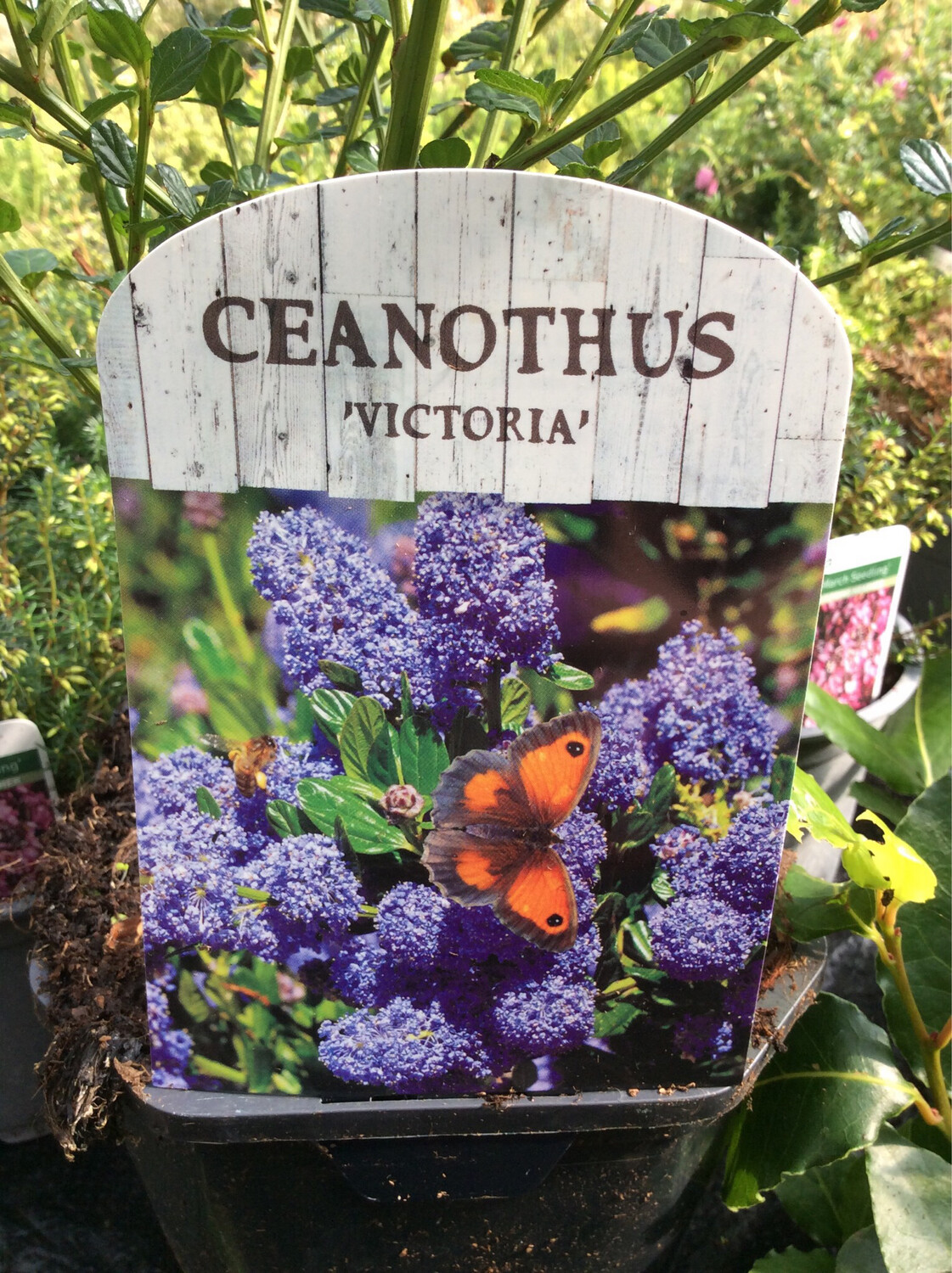 Ceanothus Victoria ,Hardy evergreen shrub with powder blue flowers in summer. Adored by bees and pollinators. Californian Lilac ..ready to plant extra strong bushy
