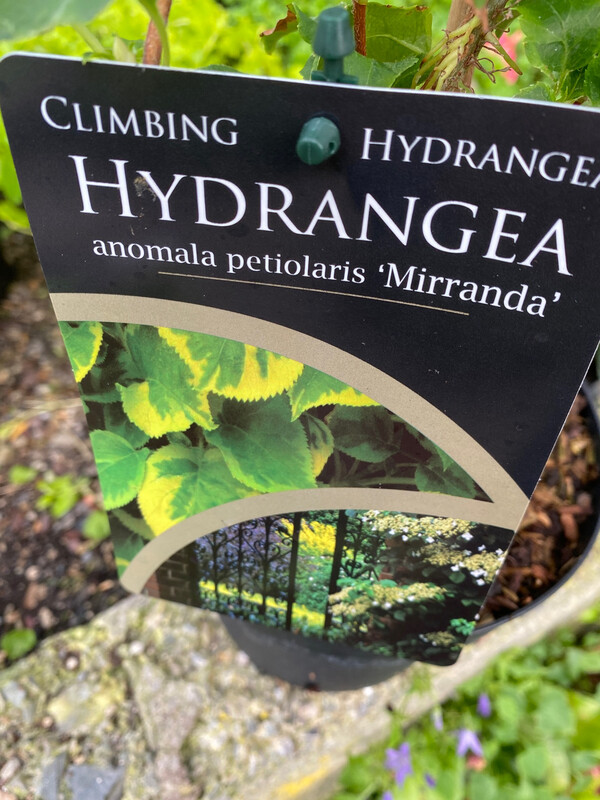 Climbing Hydrangea Miranda ,a reliable self clinging climber for wall fence or arch . Colourful foliage and white flowers in summer .