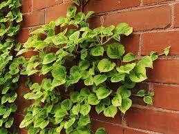 Climbing Hydrangea Miranda ,a reliable self clinging climber for wall fence or arch . Colourful foliage and white flowers in summer .