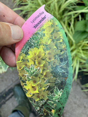 Lysimachia Alexander Hardy perennial that flowers for months with yellow flowers over colourful foliage.