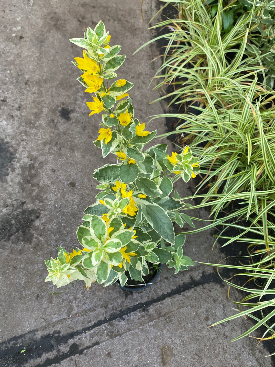 Lysimachia Alexander Hardy perennial that flowers for months with yellow flowers over colourful foliage.