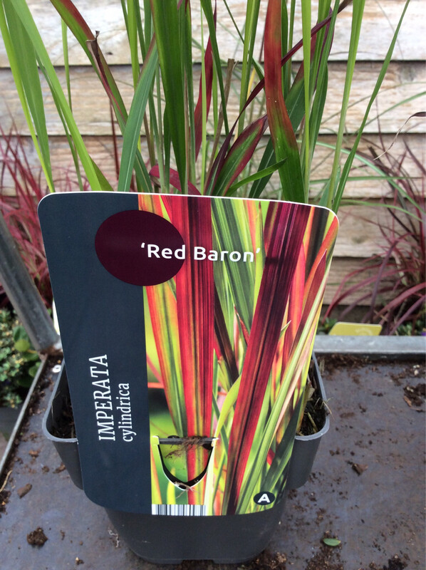 Imperata Red Baron , tough ornamental grass with green and red foliage. Winter hardy and tough . Happy In full sun or half shade . Good in pots beds and containers.