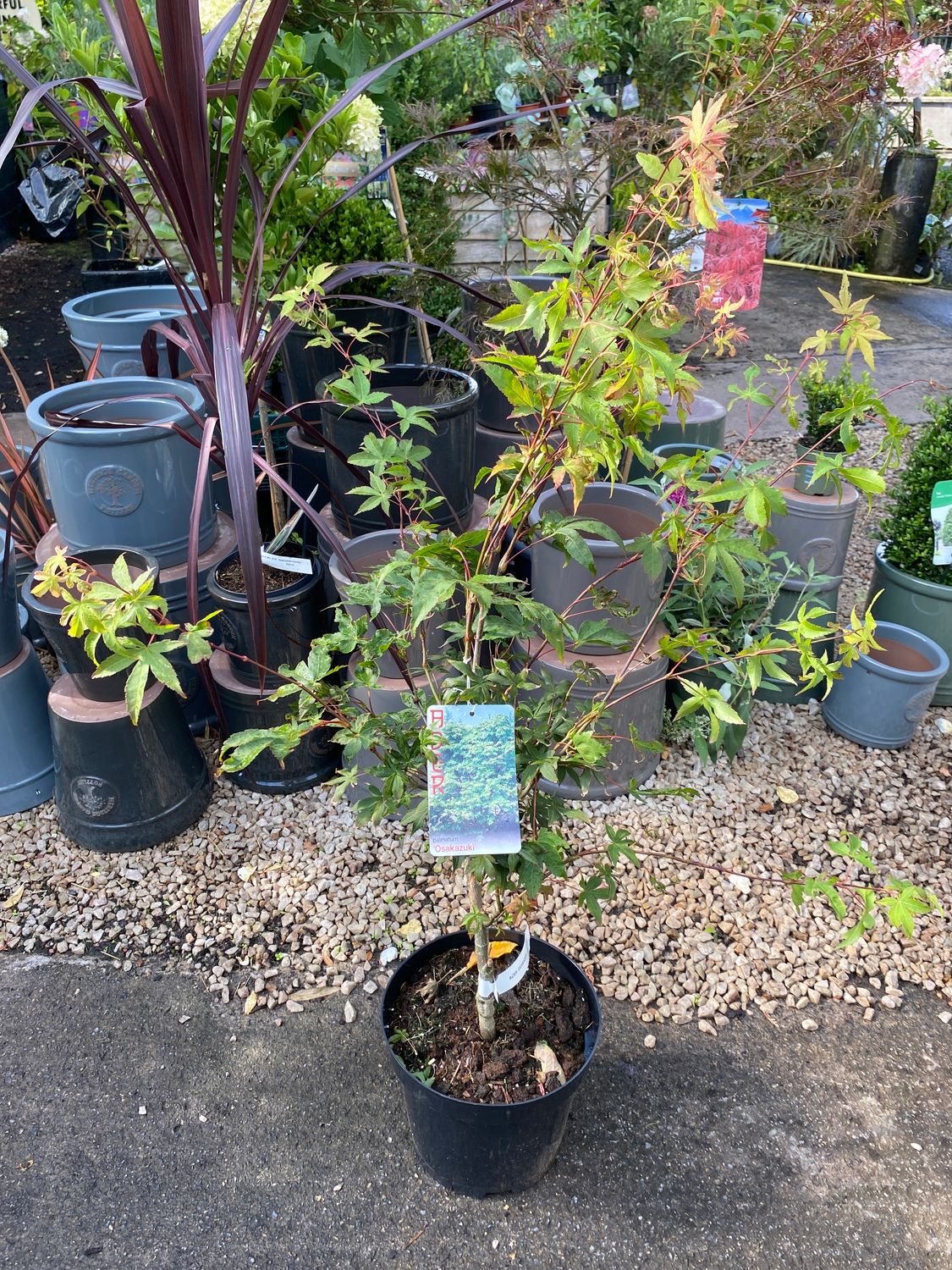 Japanese Maple - Acer 'Ozakazuki'