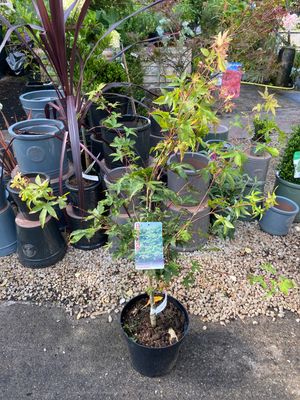 Japanese Maple - Acer 'Ozakazuki'