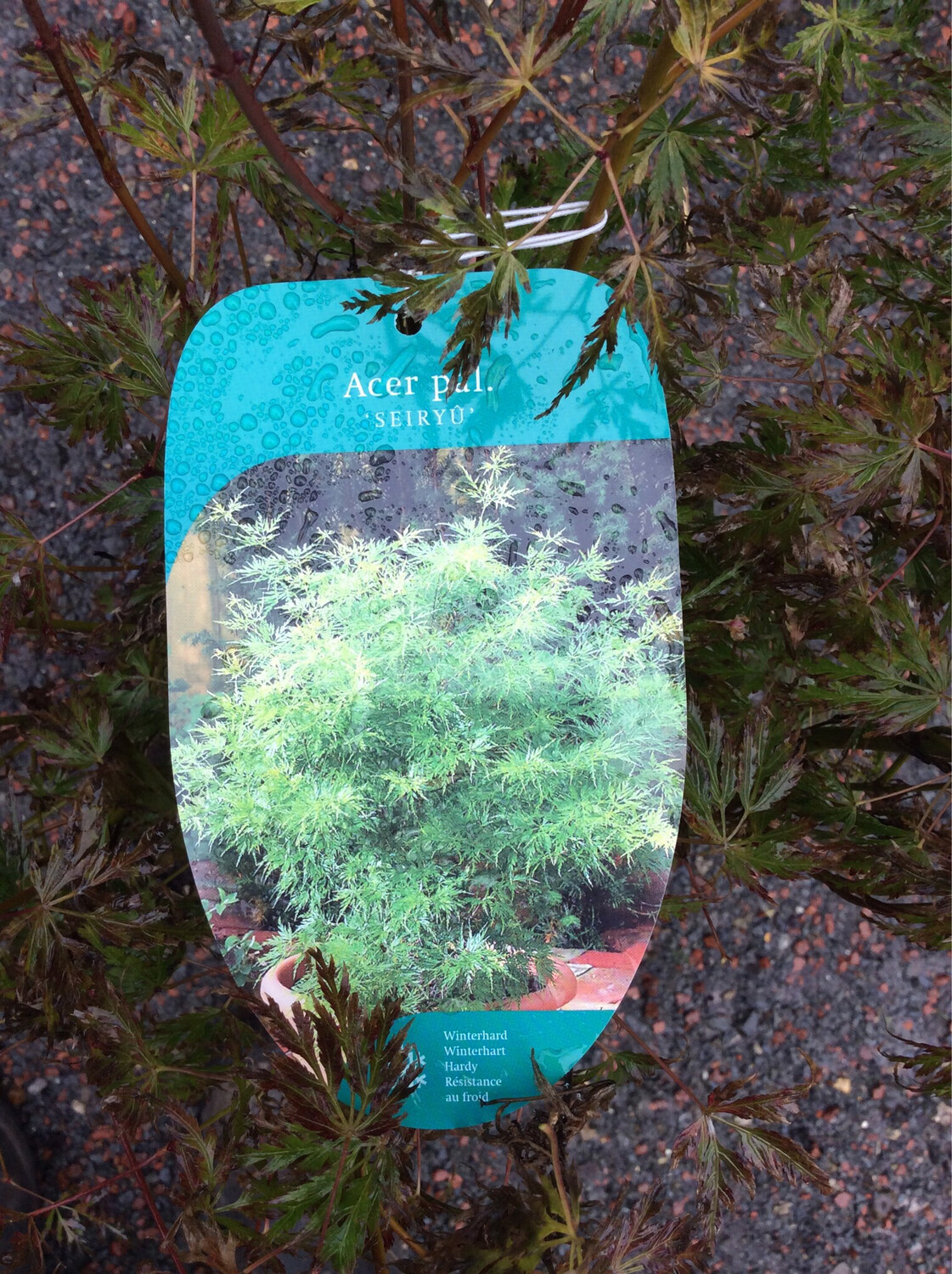 Acer “Seiryu” Orange Fern Leaf z,Japanese Maple