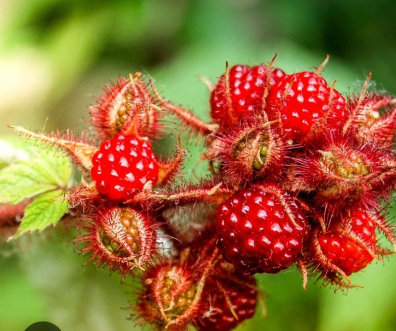 Japanese Wineberry ,needs some support ,heavy crops of small delicious berries on long stems
