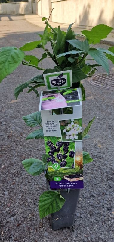 Blackberry -''Black Satin'' Heavy crops of large blackberries on thorn free stems .. Planting time is from now.